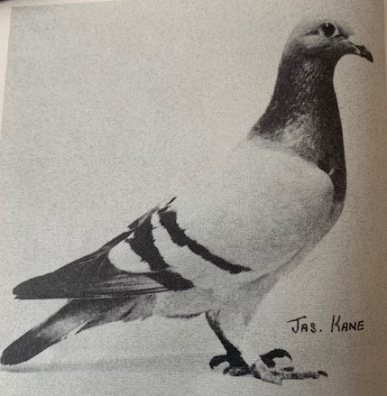 Dale Princess 1st Scottish Central Combine Sartilly 1982 2928 birds Raced by McCracken Brothers Armadale
