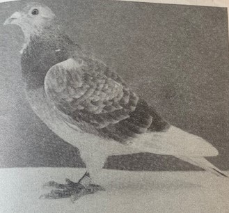 Loan Frill Lady 1st open SNFC Nantes 1982 509 miles 1536 birds raced by Jim Sanderson Pathhead
