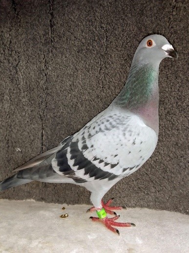 Twice 1st Fed Wetherby YB For the Mr and Mrs Ashenden bred Gaynors gift Frans Zwol hen