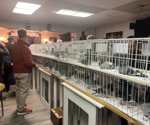 Some lovely birds on offer at the Clubs busy third breeder buyer 11 04 24