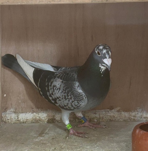 2nd fed Hexham S Speight Son