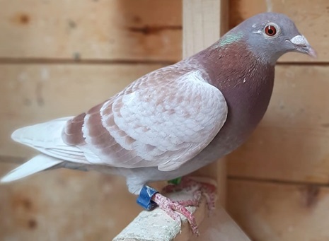 Hopkins Bird 1 27 06 24b