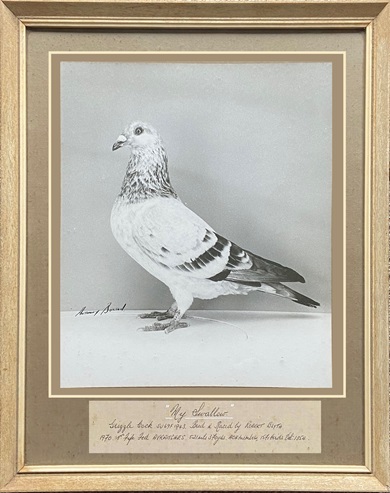 My Swallow see text 12 06 24k