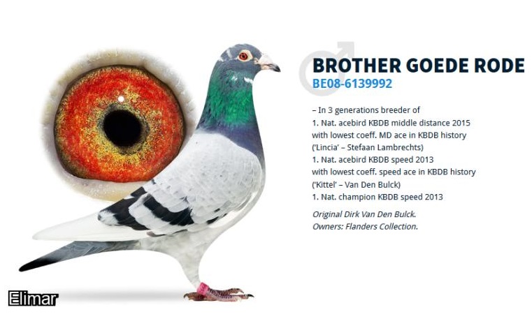 Broer Goede Rode see D A Swift Holbrook 17 07 24z