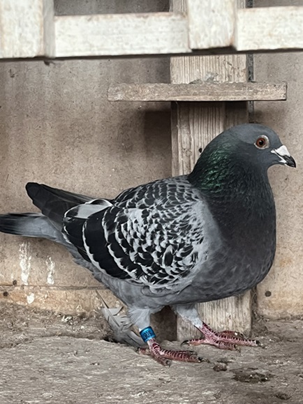 McCall bird 31 07 24a