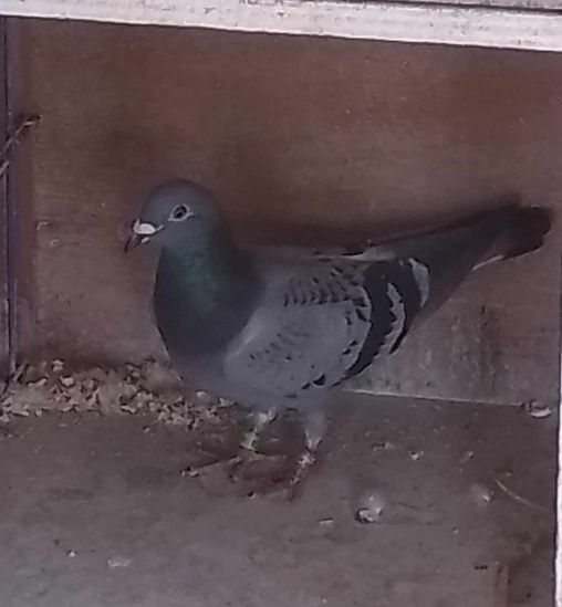 Rons bird 31 07 24a