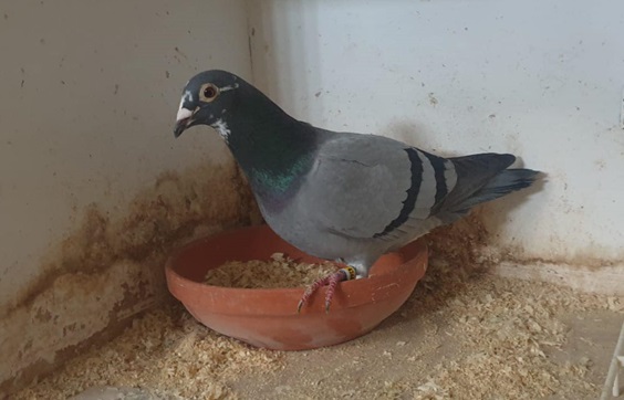 mccartanwoodside bird 2nd single bird 31 07 24a