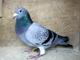Len Downie Pencil Cock 05 08 24a