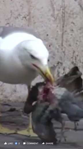 seagul a 02 08 24c
