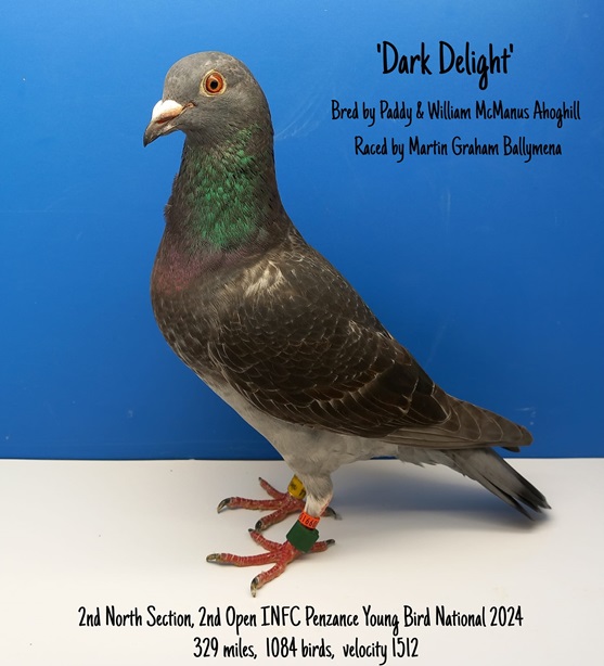 2nd Open Dark Delight 01 10 24a
