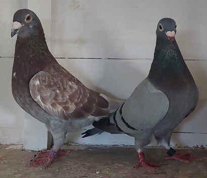 Murphy Cock with Margarets Delight 23 09 24x