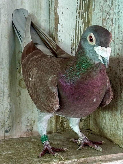 Red Cheq cock which is the sire of 9th SAHPA Alice Springs 16 09 24b