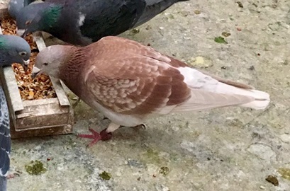 This is the hen having a feed after returning from Alice Springs 830 miles. 16 09 24b