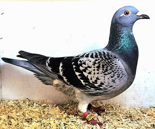 lewis bird 01 10 24a