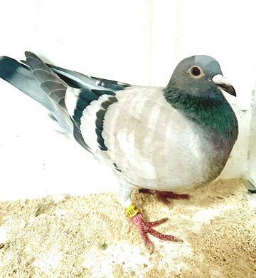 dixon bird 07 10 24a