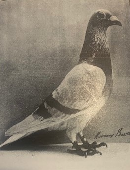Eastriggs Supreme 1st open SNFC Rennes 1967 from 5701 birds competing 19 11 24a