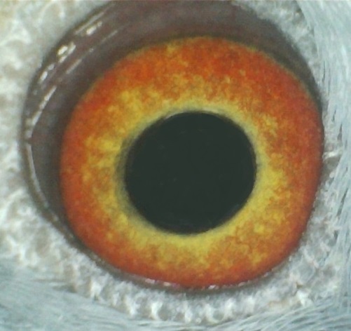 Blue Hen Eye 16 12 24b