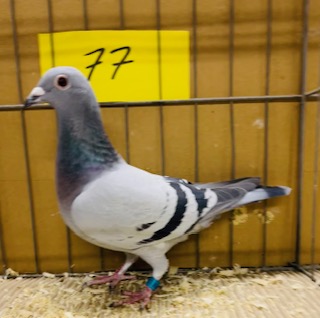 IMG 0502 03 01 25c