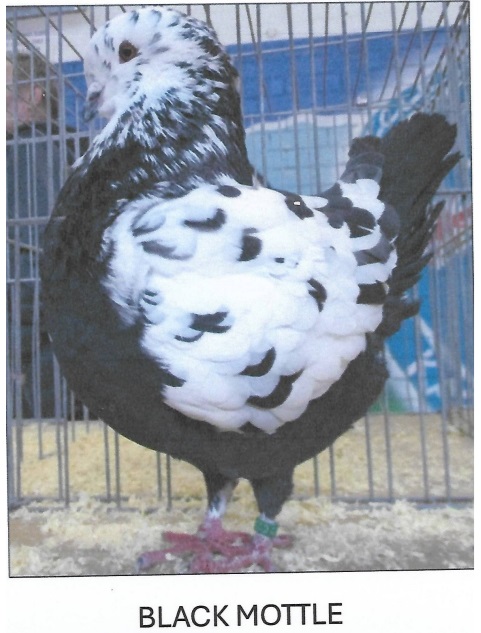 Black Mottle 04 03 25a