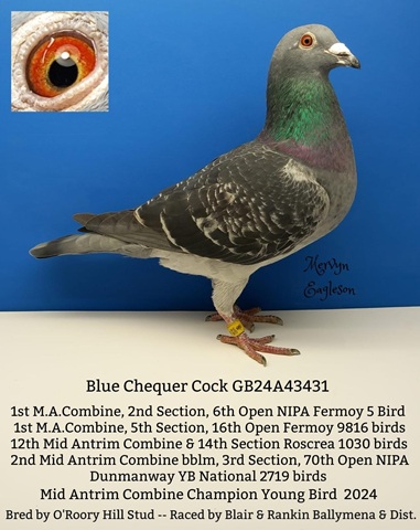 Blair Bird 18 03 25a
