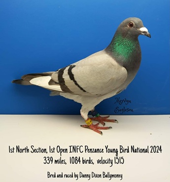 Dixon Bird PZ YBN 13 03 25a