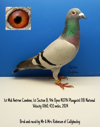Robinson Bird 18 03 25a