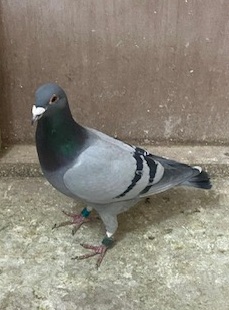 IMG 0865 13 05 25a