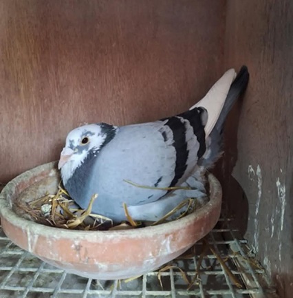 Coyle bird 12 06 25e