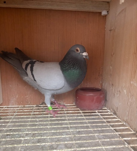 K. Rooney Son Section F Winning Pigeon from Cloughmartin 2 12 06 25f