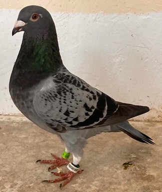 Miss Dynamite 1st National N.I.P.A. Dunmanway O.B. Inland National from 3406 Birds 10 06 25A