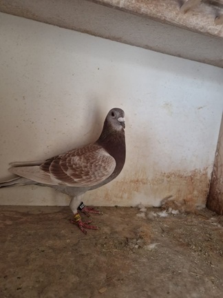 Rea Magill Carrick Centre Dunmanway Winning pigeon. A bro of his Roscrea Section Winner x Dtr of Michael Atcheson super couple 10 06 25A