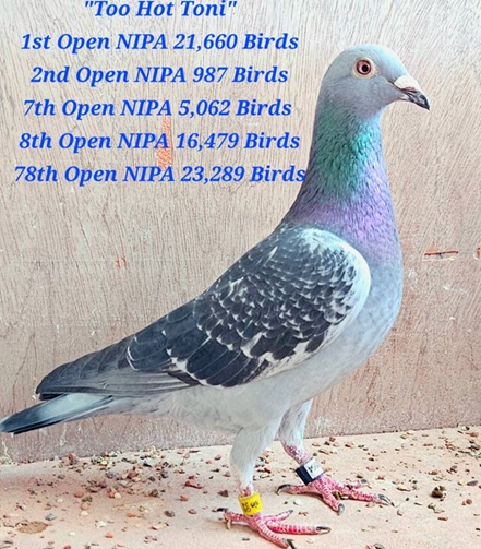 Too Hot for Toni 2nd Open Corrin 5 Bird 20 06 25c
