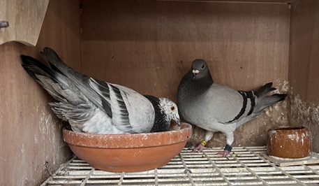 Blue Hen Provisional 1st Chester 2 Bird with her mate 23 07 25a