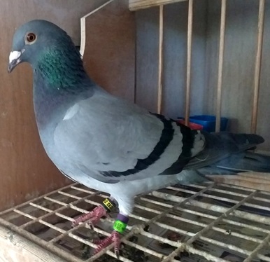 Davis Wright Sons Messac winner at Swadlincote taking 3rd open NMCC 07 07 25a