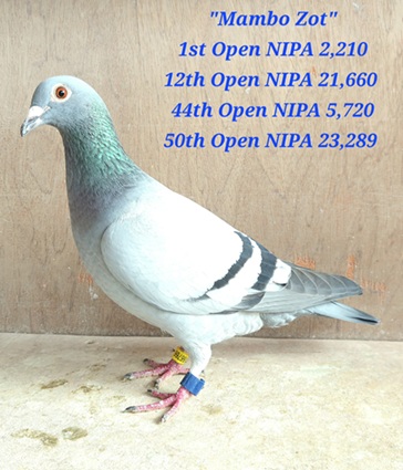 Mambo Zot 1st National NIPA Yearling National Winner 2210 Birds 04 07 25a