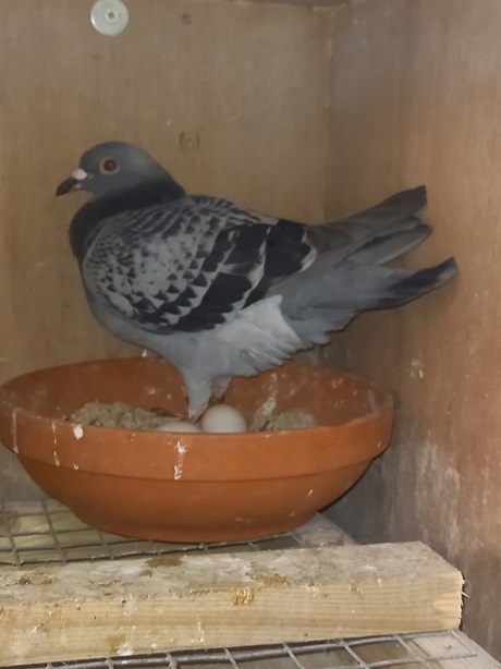 W. Gilmore of Ligoniel District 117th National 28th Section C Pigeon timed from Plougastel 29 07 25z