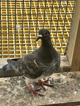 Knocker bird 14 08 25a