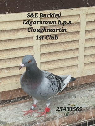 SE Buckley bird 21 08 25a
