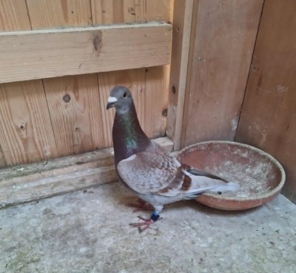 coyle bird 01 08 25b