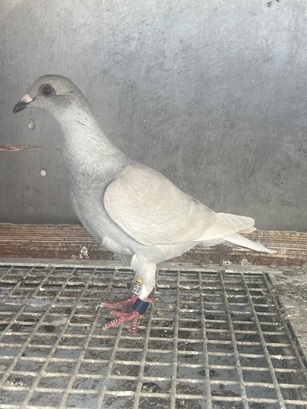 rj parke bird 06 08 25d