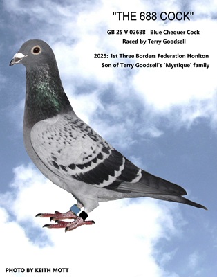 100B THE 688 COCK 18 09 25b