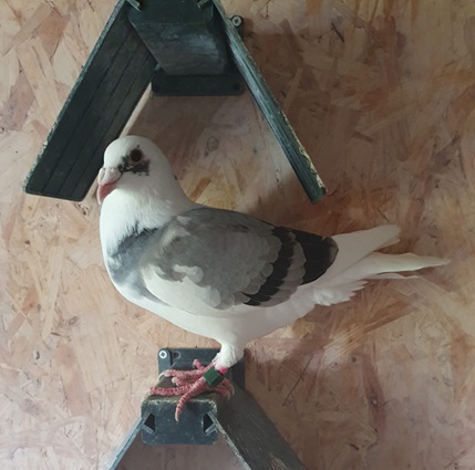 1st Sect A bird McElhatton 02 09 25a