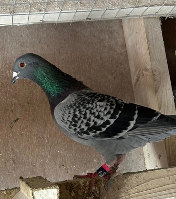 AE Muckle Millisle District H.P.S. Winning pigeon that is from a Kit from Gerald Steven Delaney making it 3 from 3 wins and all from ORoory Hill Stud 04 09 25B