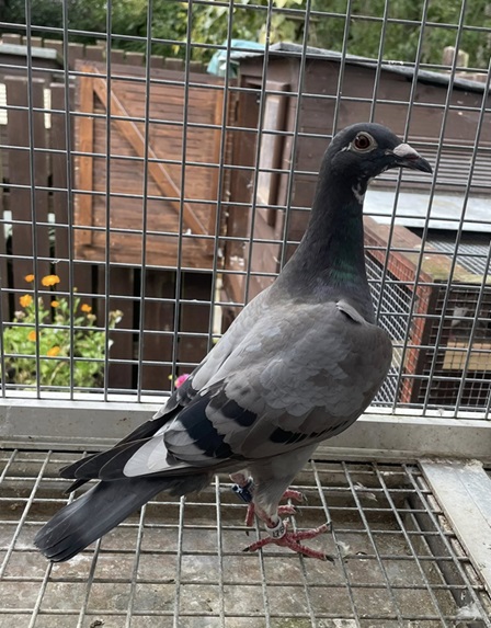 HOPE BROS bird 16 09 25c