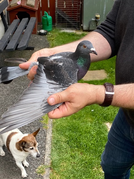 J F McCabe Son Newry District H.P.S. Winner from Cloughmartin. From Gson of De Jan from Wayne Doonan x Black Lily best dtr of their Number 1 Pair 10 09 25Z