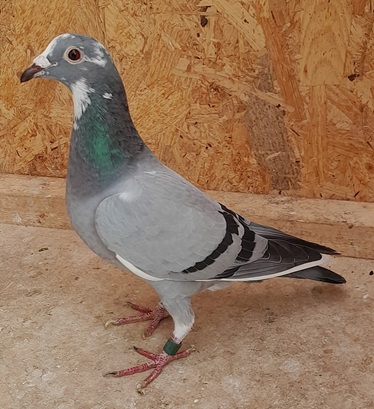 John Turners 2nd Section D Pigeon a Blue Pied Hen from Harmony Lofts Finest. 04 09 25B