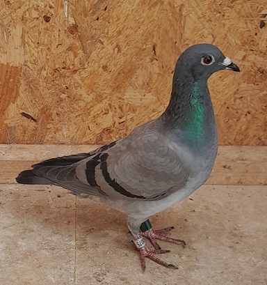 John Turners Section D Winning Blue Hen from Harmony Lofts Finest. 04 09 25B