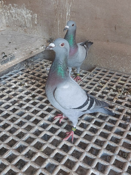 K Allister bird 02 09 25a