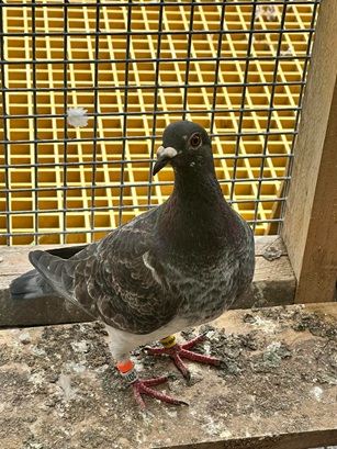 Knocker Bills 1st Section C Winning Pigeon 04 09 25B