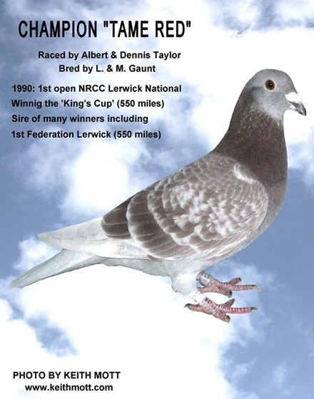 100B CHAMPION TAME RED 10 10 25a